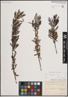 Foto von Salix eleagnos Scop.